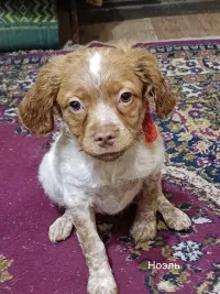 Щенки бретонский эспаньоль