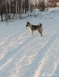 Продажа щенков 