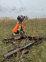 Щенки Английского сеттера