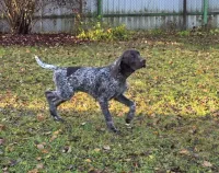 Щенок немецкого курцхаара