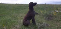 бета
