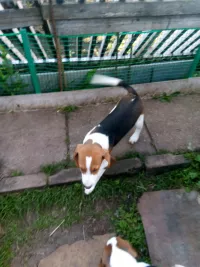 Подращенные щенки эстонской гончей