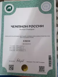 щенок немецкого дратхаара