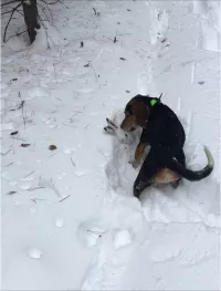 Щенки эстонской гончей от рабочих родителей.