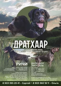 щенок немецкого дратхаара