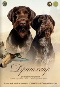 Продажа немецкого дратхара