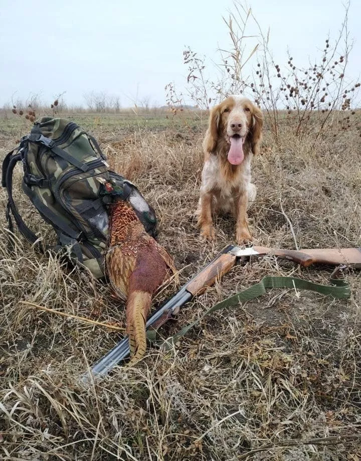 Объявление «щенок русского охотничьего спаниеля» - 1 фотография
