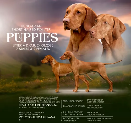 Щенки Венгерской выжлы