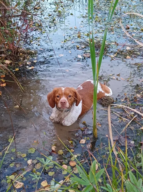Дон Бретон Смайл