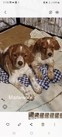 Щенки бретонский эспаньоль