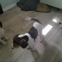 Эстонская гончая щенки на продажу