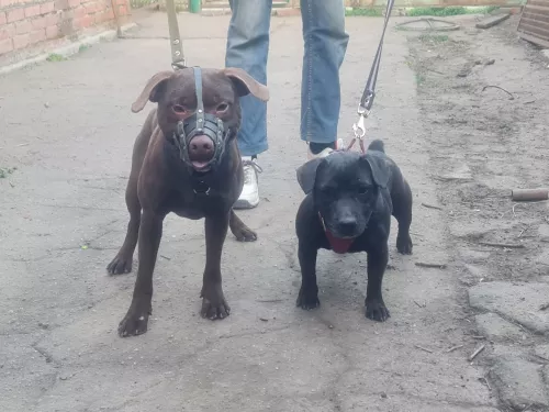 Щенки Паттердейл терьера