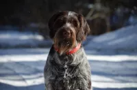 Щенки Дратхаара с документами РОРС от рабочей пары.