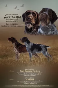 Щенки Дратхаара с документами РОРС от рабочей пары.
