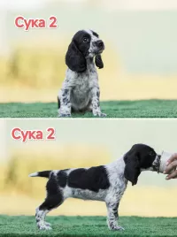 Русский охотничий спаниель ЩЕНКИ