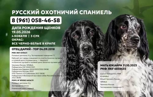 Русский Охотничий Спаниель щенки