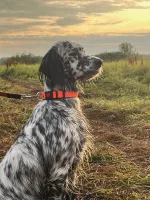 Щенки Английского сеттера