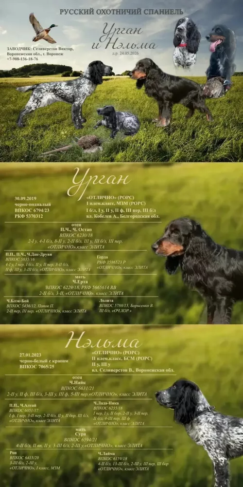 Щенки Русского Охотничьего Спаниеля
