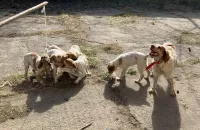 Щенки бритонского эпаньола