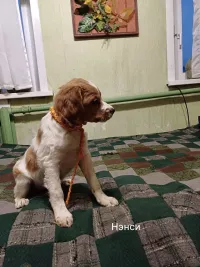 Щенки бретонский эспаньоль