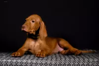 Щенки Венгерской выжлы