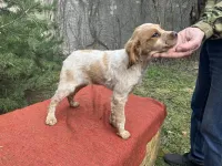 Щенки бритонского эпаньола