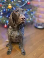 Щенок немецкого курцхаара