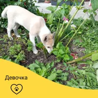 Щенки западносибирской лайки