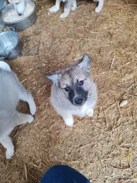 Щенки лайки западно-сибирские от Чемпиона