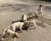 Щенки бритонского эпаньола