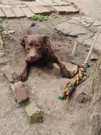 Щенки Паттердейл терьера