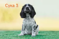 Русский охотничий спаниель ЩЕНКИ