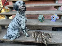 Щенки Английского сеттера