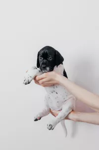 Щенки Английского пойнтера 