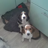 Эстонская гончая щенки на продажу