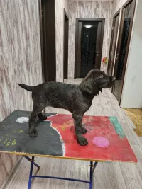 Продаются щенки Дратхаара