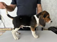 Щенки эстонской гончей от рабочих родителей.