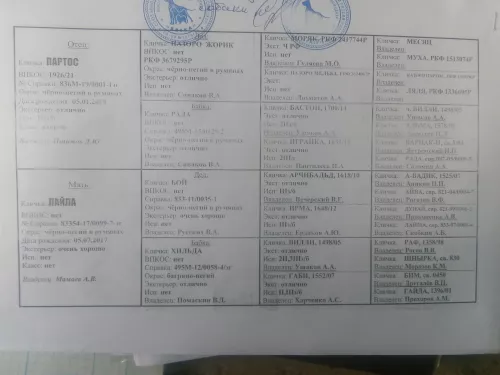 Подращенные щенки эстонской гончей