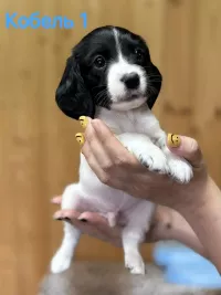 Русский охотничий спаниель щенки
