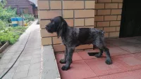 щенок немецкого дратхаара