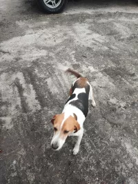 Найдена потеряшка - Эстонская гончая / Русская гончая пегая