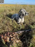 Щенки Английского сеттера