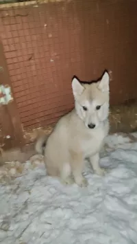 Щенки лайки западно-сибирские от Чемпиона
