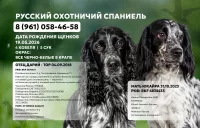 Русский охотничий спаниель щенки
