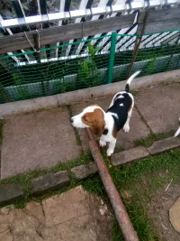 Подращенные щенки эстонской гончей