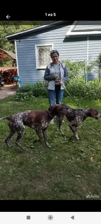 Щенки курцхаар