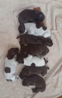 Щенки курцхаара