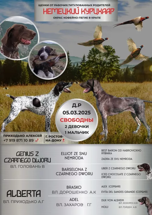 Породистые щенки немецкого курцхаара