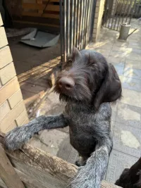 щенок немецкого дратхаара