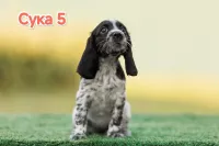 Русский охотничий спаниель ЩЕНКИ